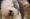 Eventos Anuais nas Caldas da Rainha, Exposição Internacional Canina, Gocaldas, o teu Guia Turístico Local Eventos Anuais nas Caldas da Rainha, Exposição Internacional Canina, Gocaldas, o teu Guia Turístico Local