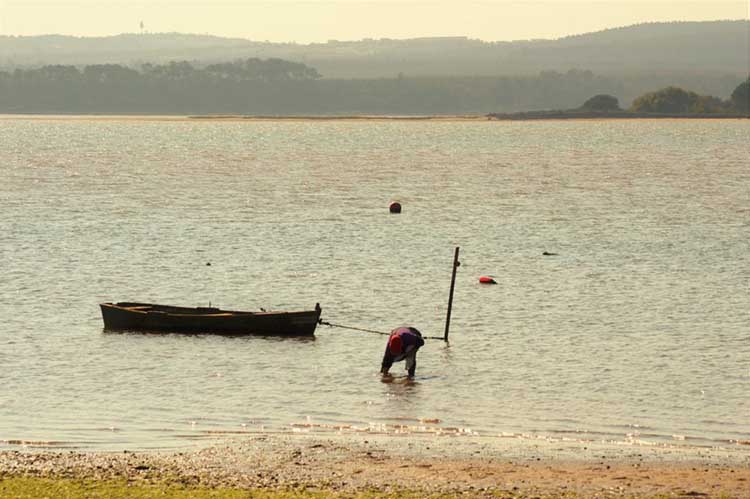 Mariscadores na Lagoa de Óbidos