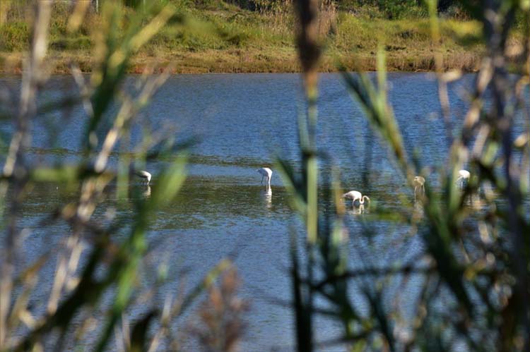 Lagoa de Óbidos, Birdwatching, Caldas da Rainha, GoCaldas o Guia Oficial da cidade