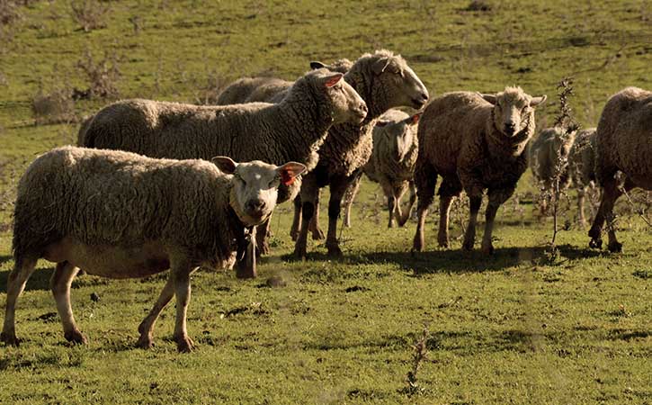 Landal, pastagens, Caldas da Rainha, Gocaldas