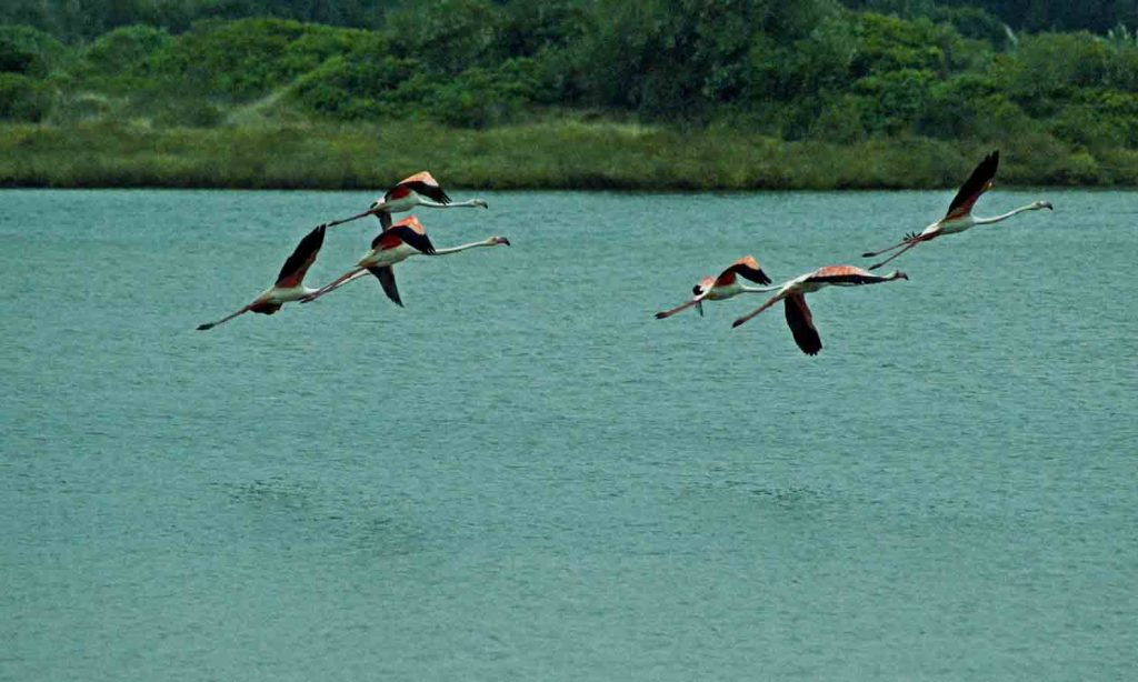 Birdwatching-na-Lagoa-de-Obidos-GoCaldas-Guia-Turistico