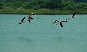 Birdwatching na Lagoa de Óbidos - GoCaldas Guia Turístico de Caldas da Rainha
