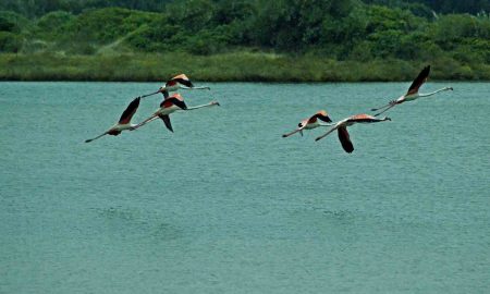 Birdwatching at Óbidos Lagoon, GoCaldas Your Touristic Guide for Caldas da Rainha