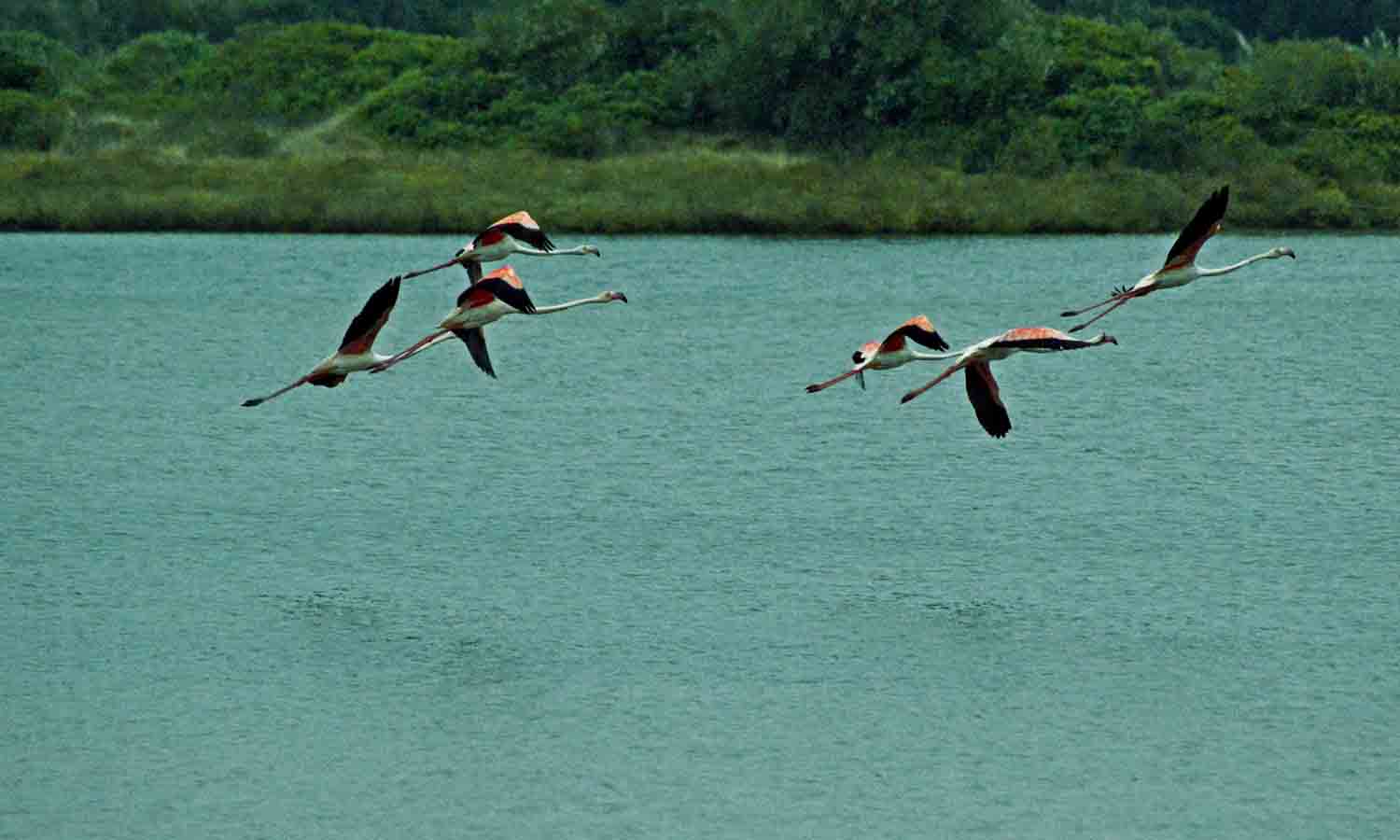 Birdwatching na Lagoa de Óbidos - GoCaldas Guia Turístico
